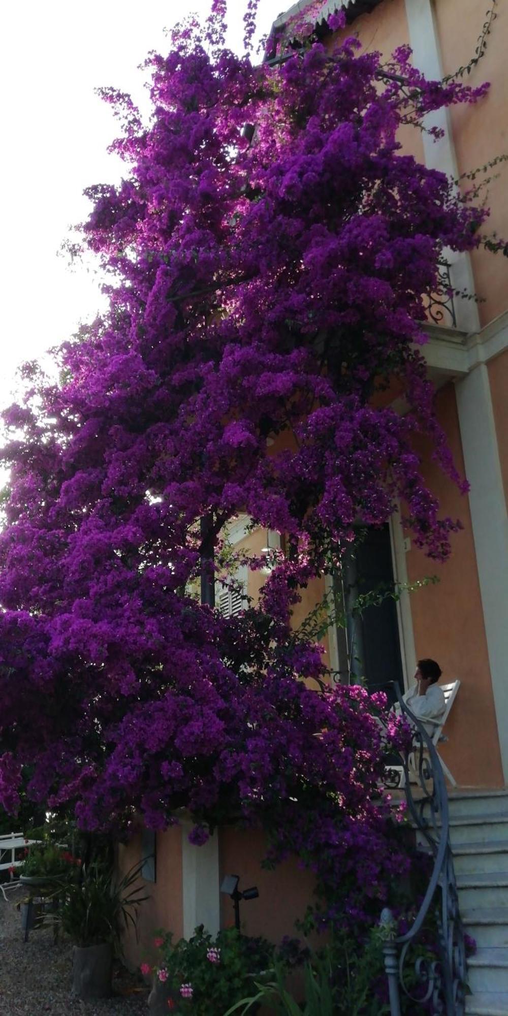 La Casa Dei Paggi Bed and Breakfast Sestri Levante Buitenkant foto